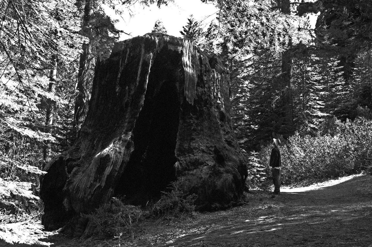 Лесорубы и гигантское срубленное дерево "Марк Твен" в Калифорнии, 1892 г.
