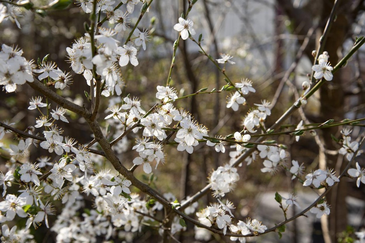 Ветки тёрна цветущие
