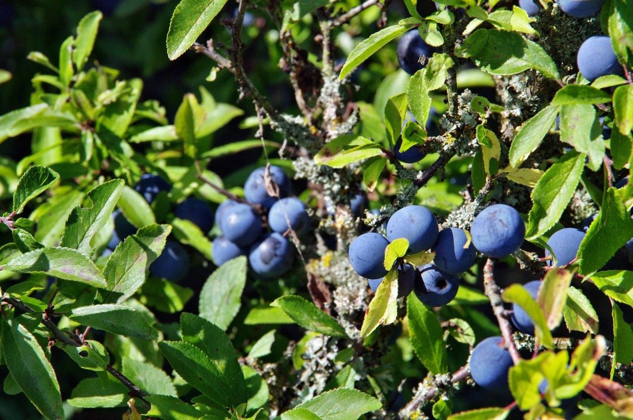 Терн (Prunus spinosa)