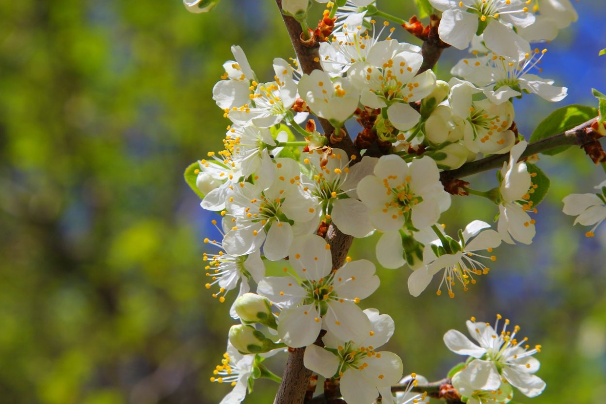 Цветущие деревья Самара
