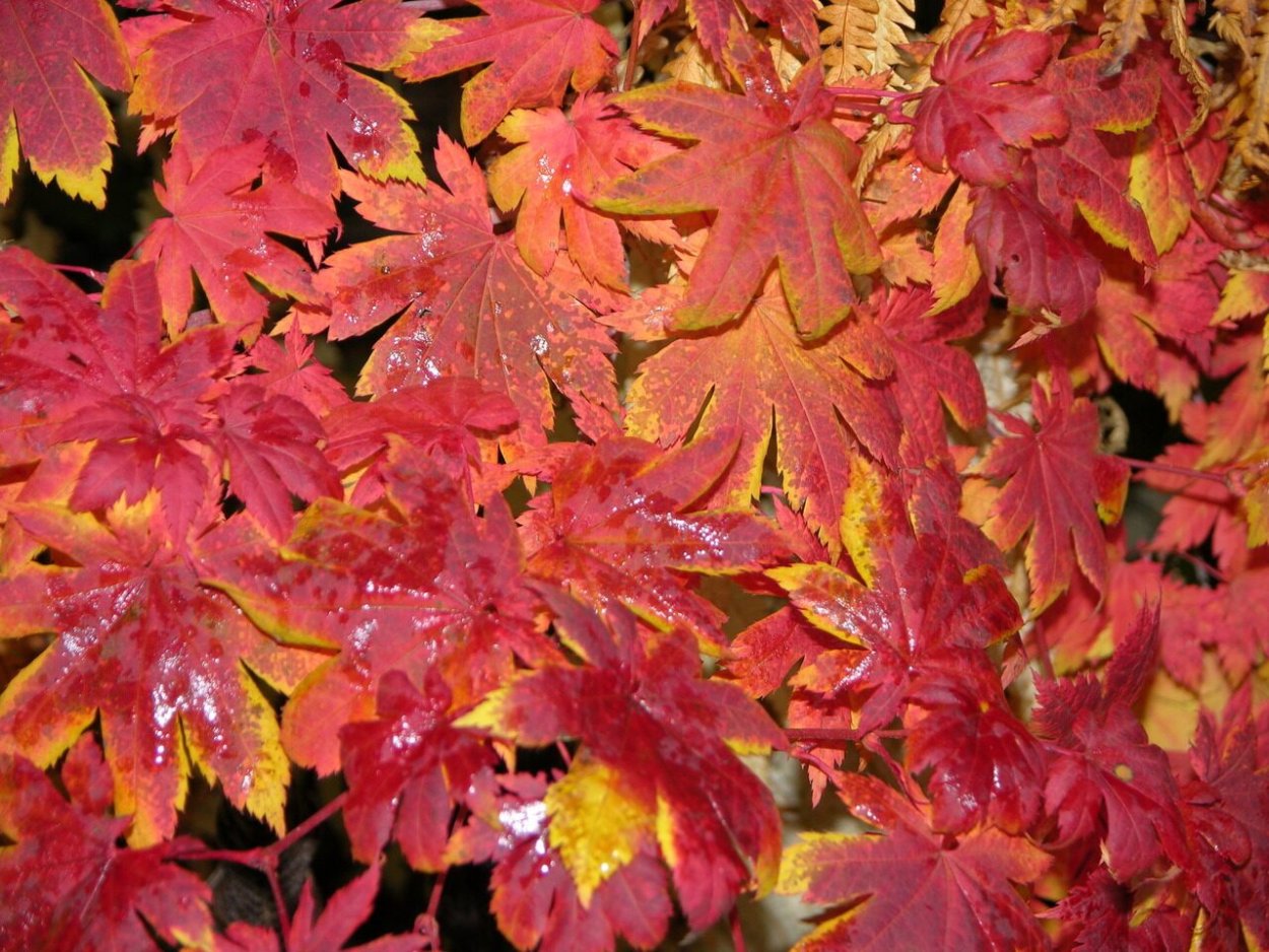 Клен ложнозибольдов Acer pseudosieboldianum