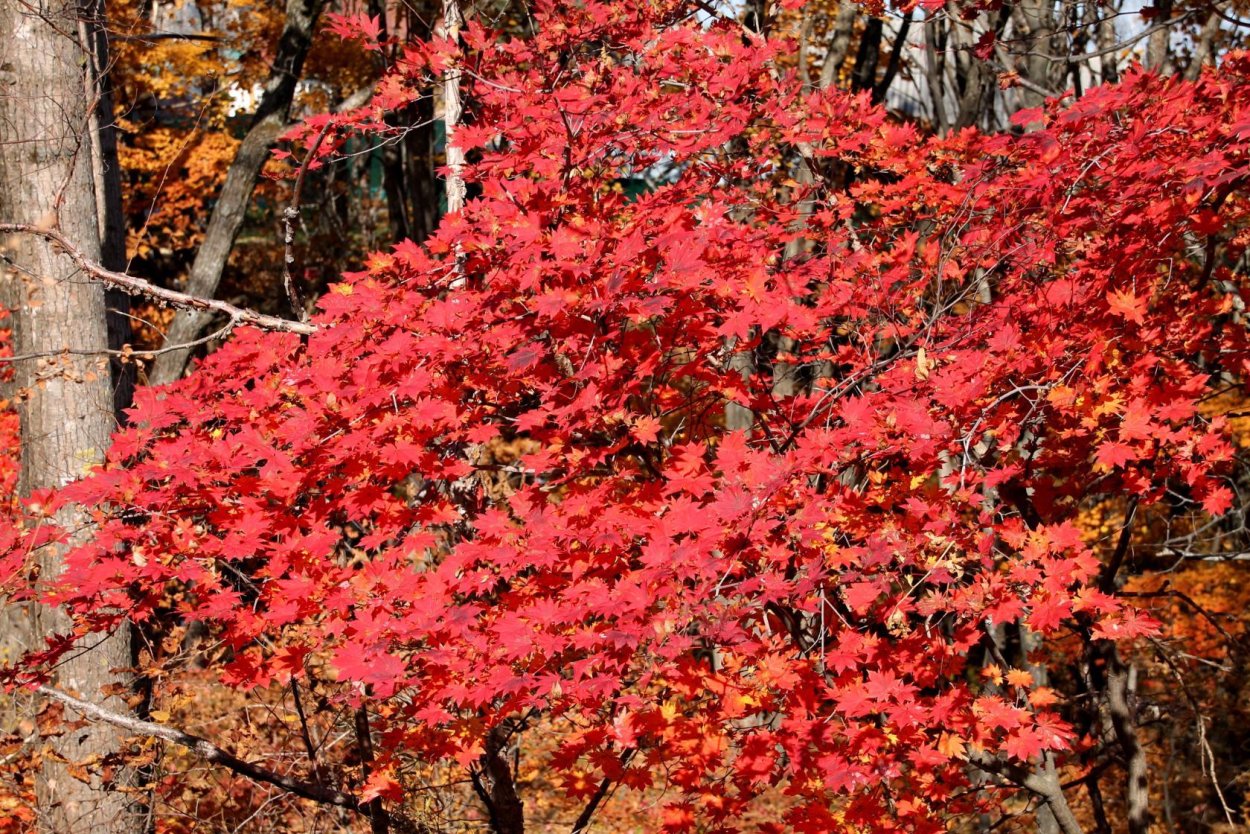 Клён ложнозибольдов