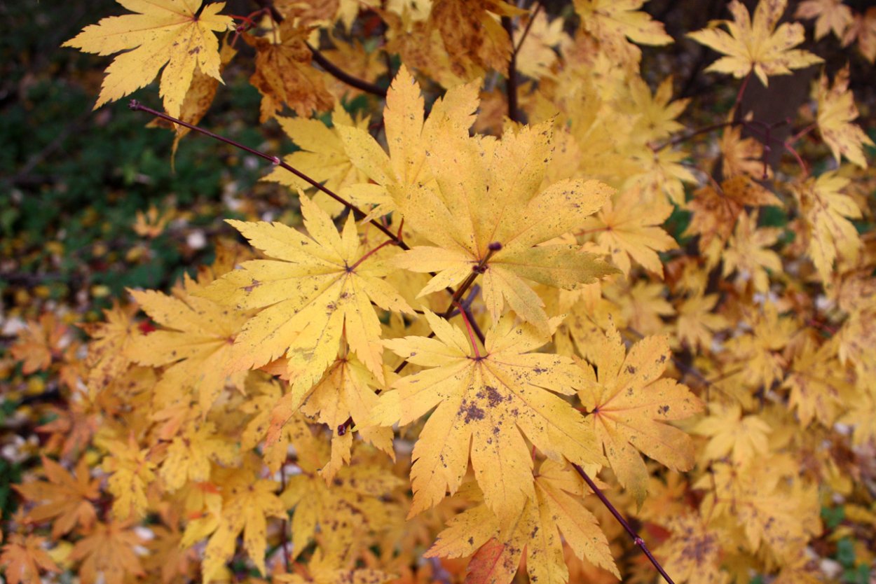 Клен пальмолистный Acer Pal. Orange Dream