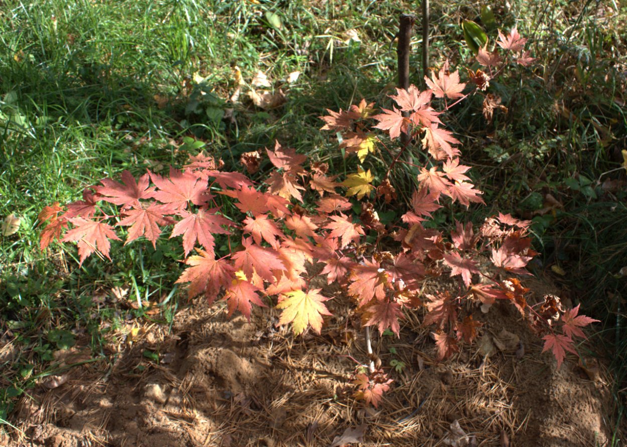 Красный канадский клен