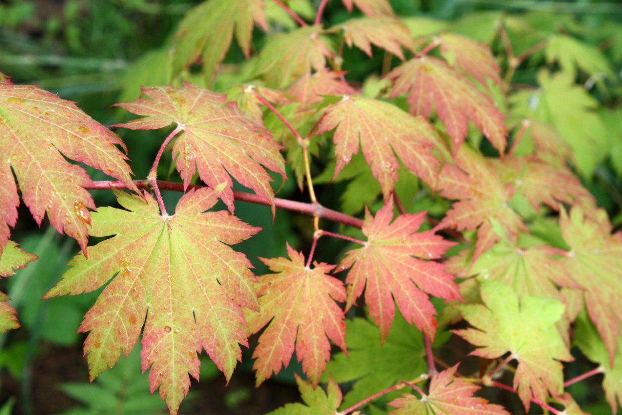 Клён ложнозибольдов