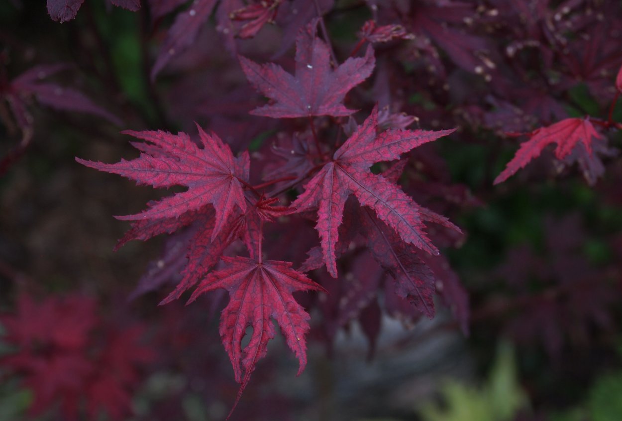 Клен Гиннала дерево