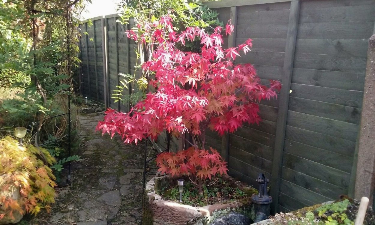 Клен palmatum Osakazuki