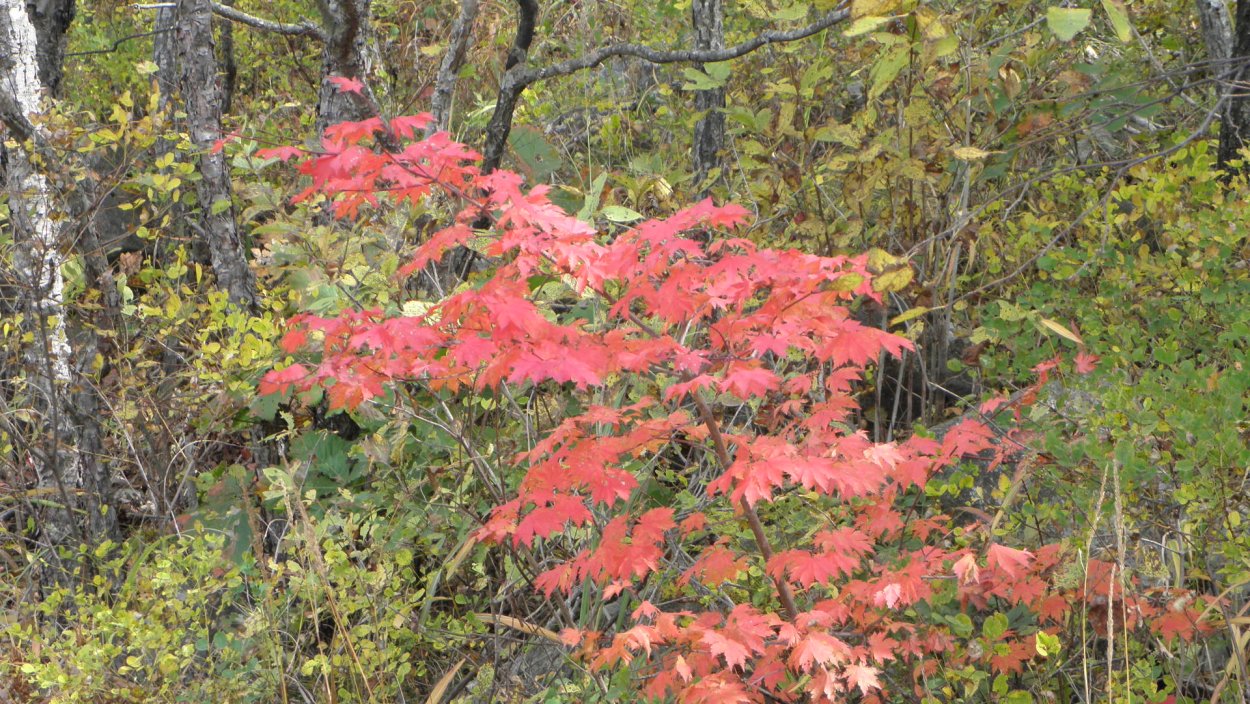 Клён канадский краснолистный