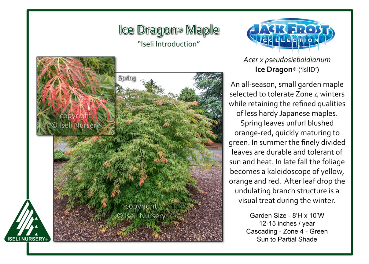 Дальневосточный клен ложнозибольдов