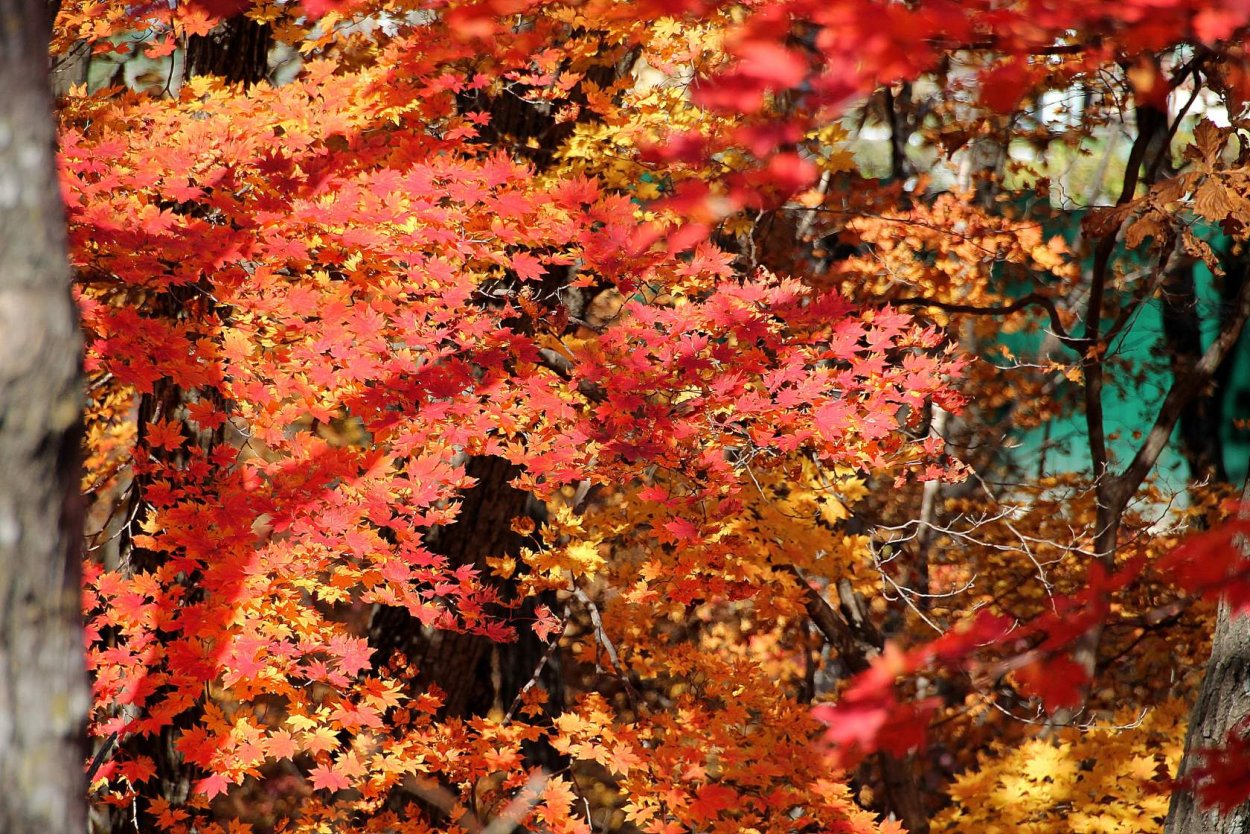 Клен ложнозибольтовый