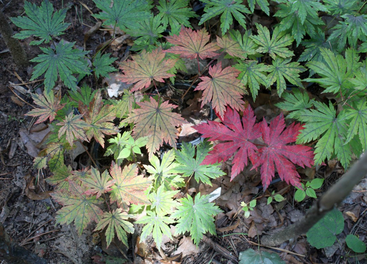 Клен ложнозибольдов в ландшафтном дизайне