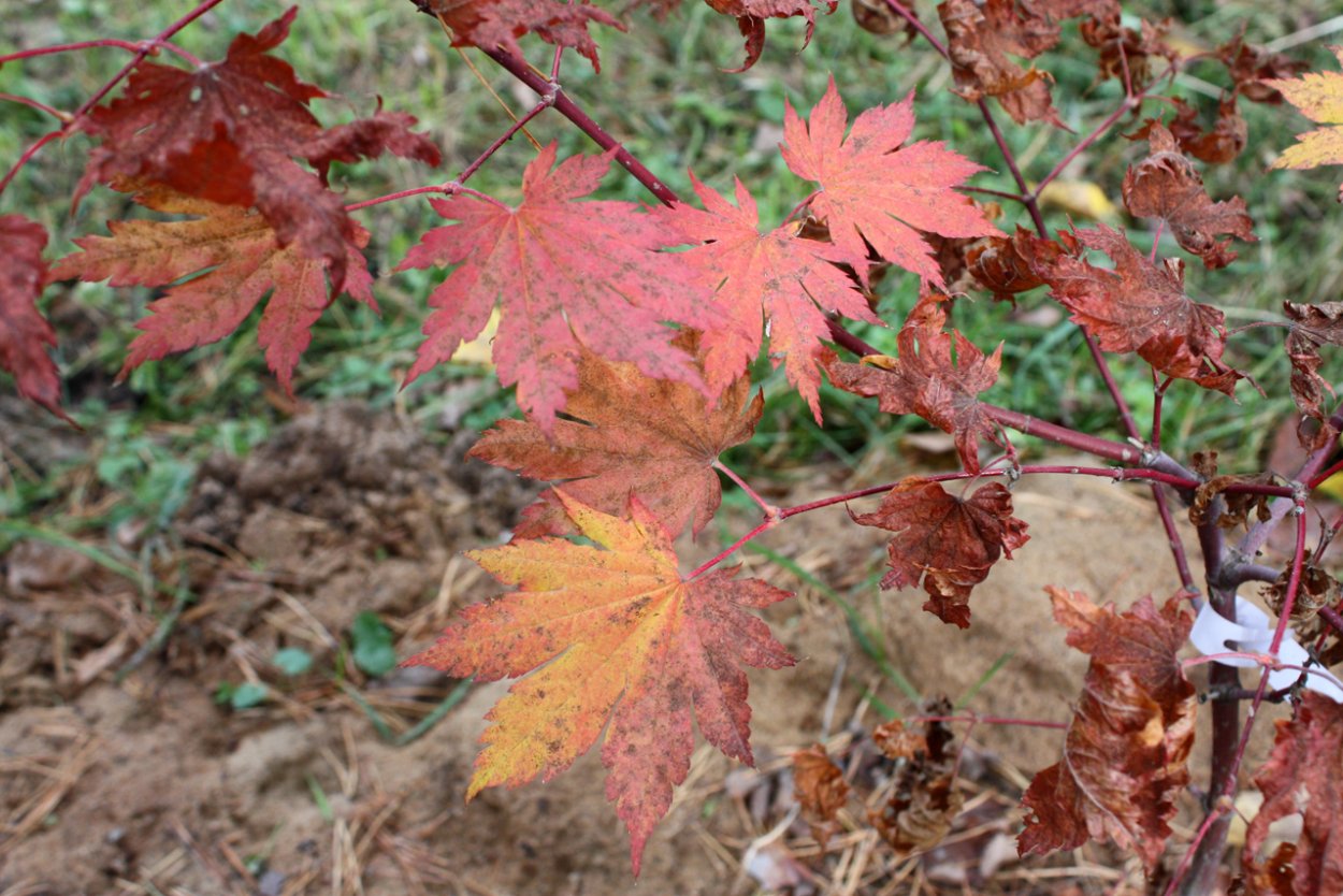 Клен ложнозибольдов Гиннала