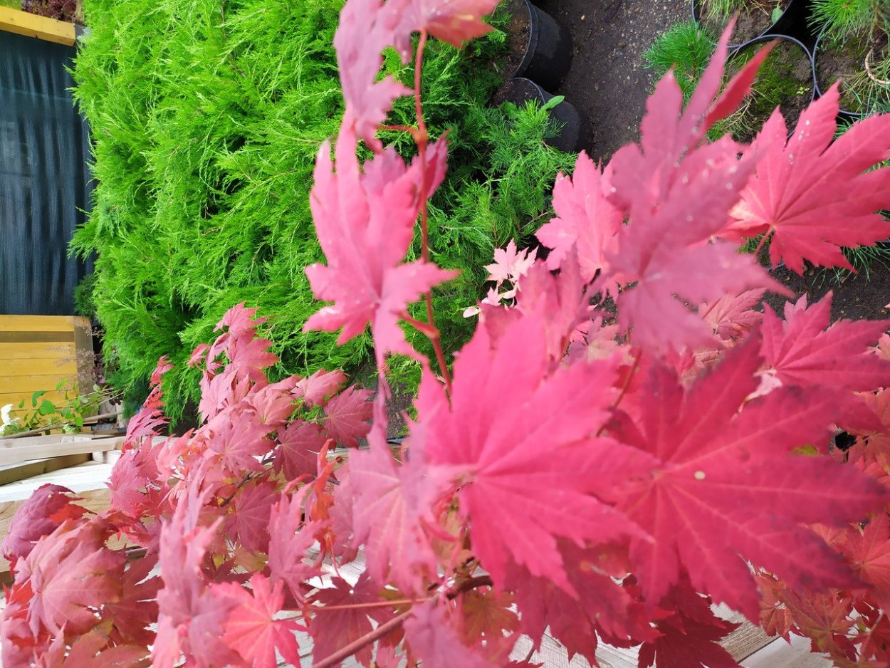 Клен Гиннала в ландшафтном