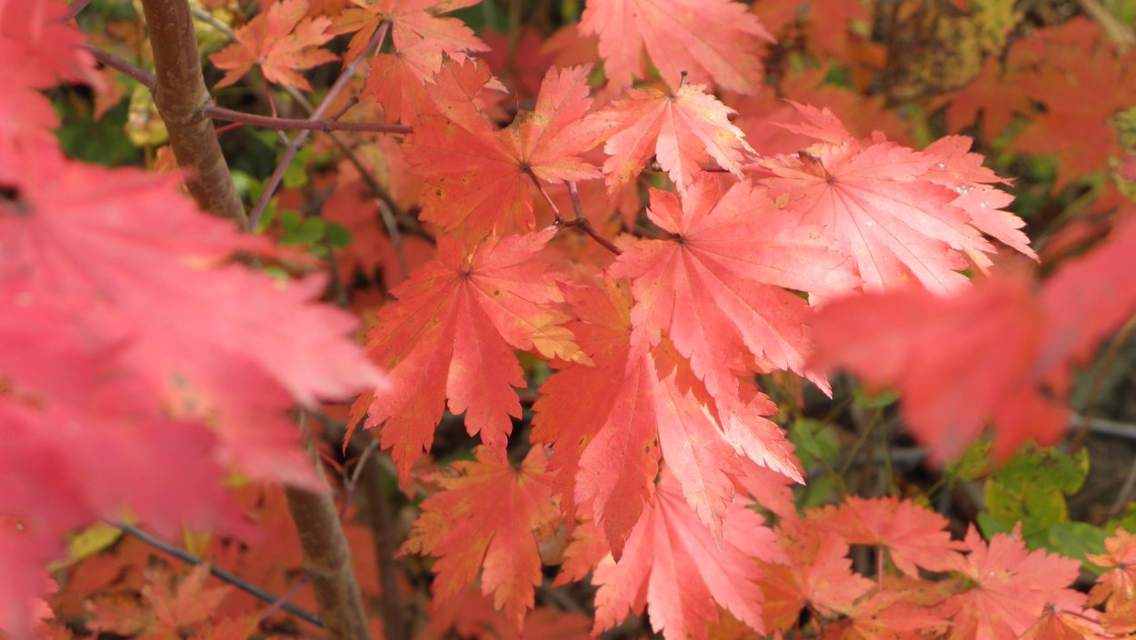 Acer pseudosieboldianum Ice Dragon