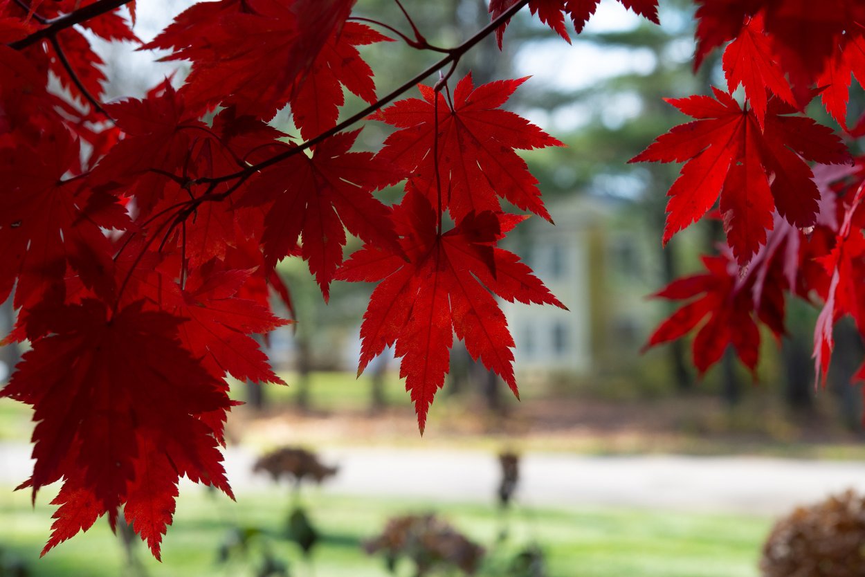 Клен ложно зибольдовый