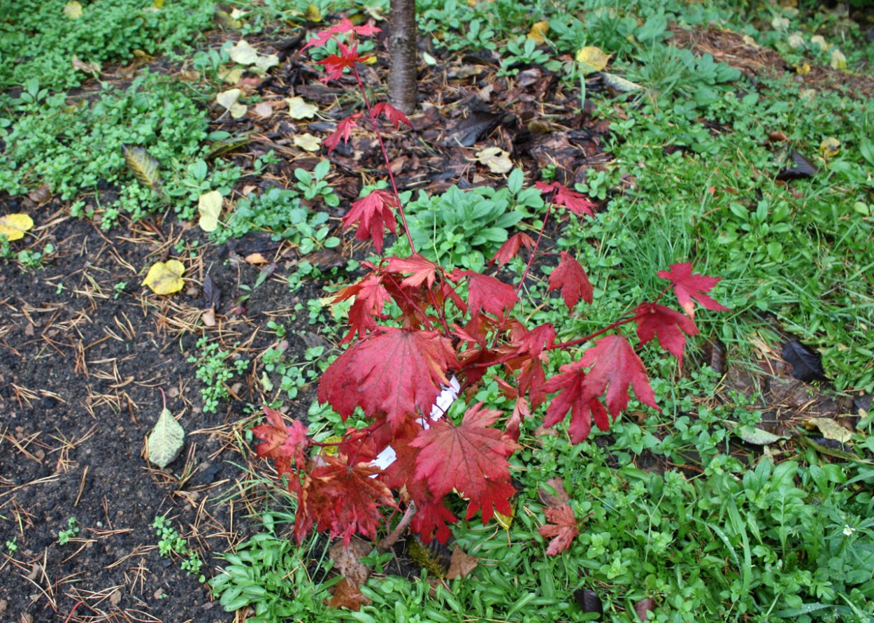 Японский клен Гиннала