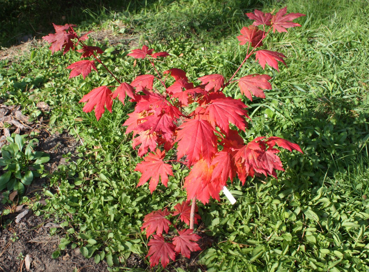 Клен ложнозибольдов Arctic Jade