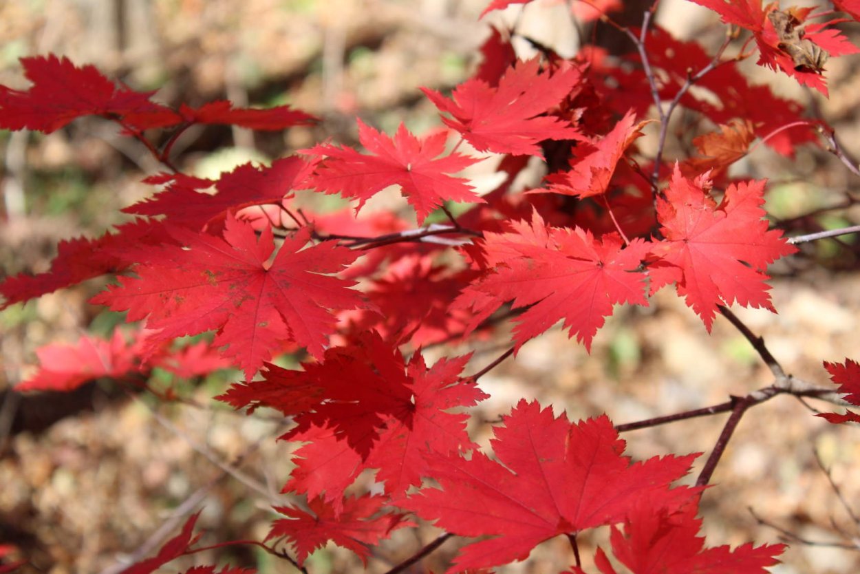Красный клен Северной Америки