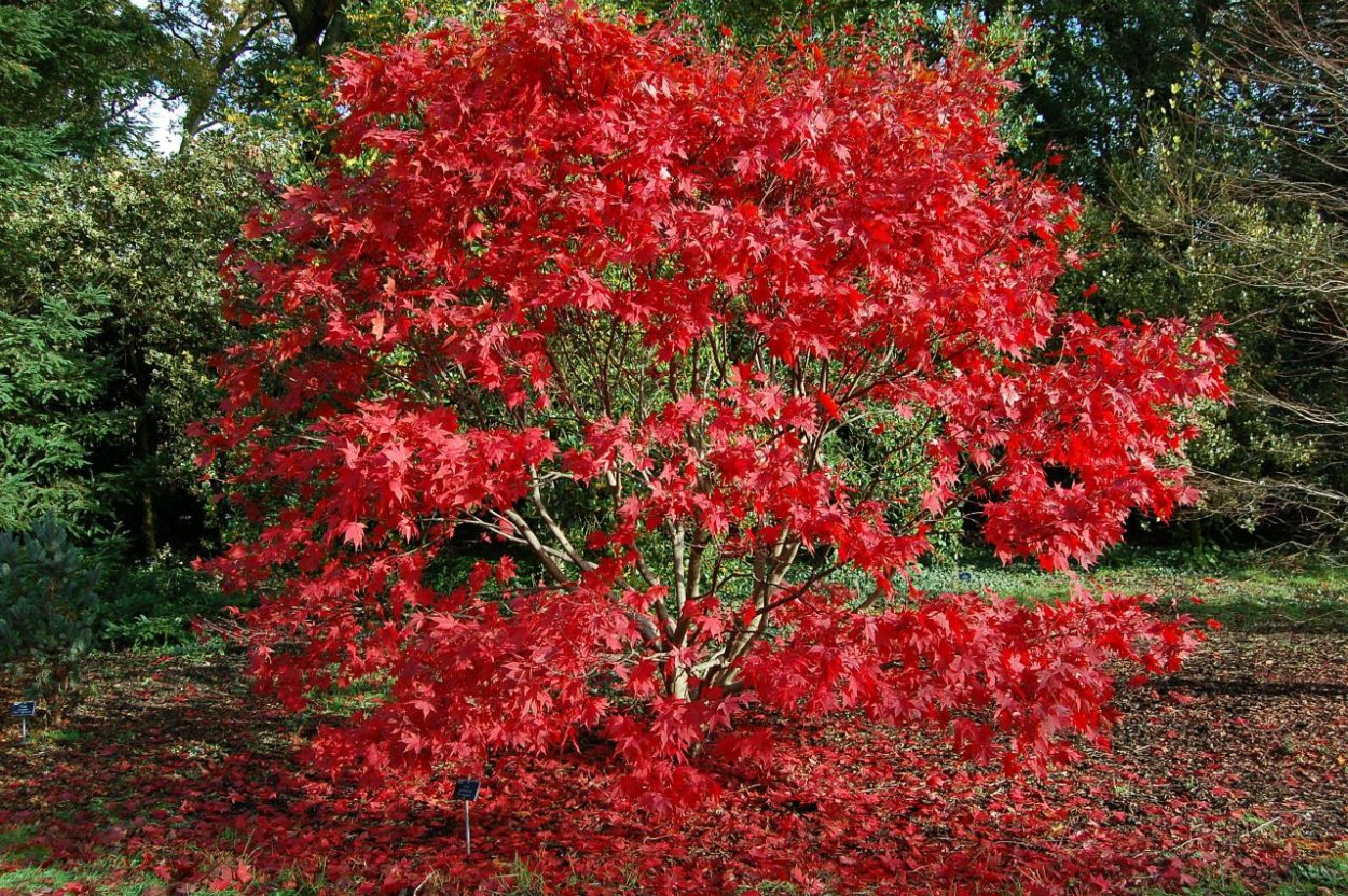 Стул барный Doro (Mod. 9088s)