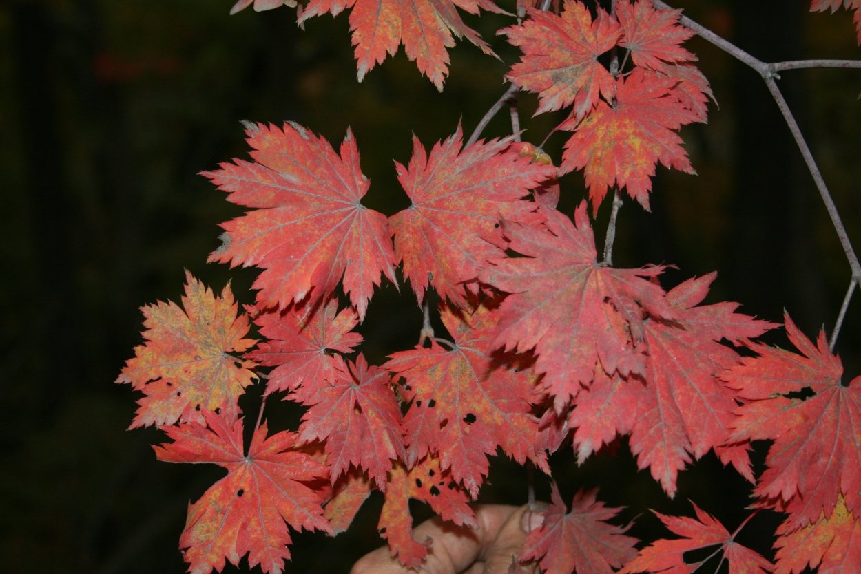 Acer pseudosieboldianum North Wind