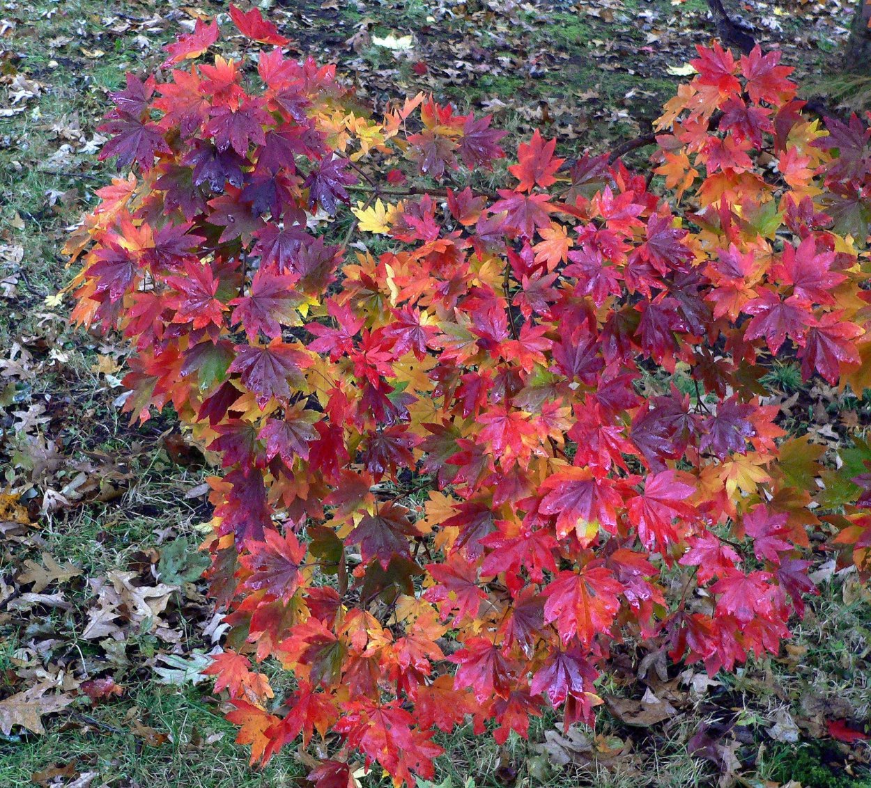 Клён ложнозибольдов