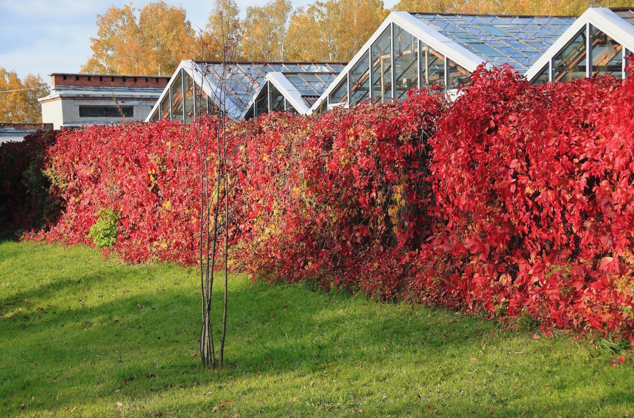 Клён ложнозибольдов