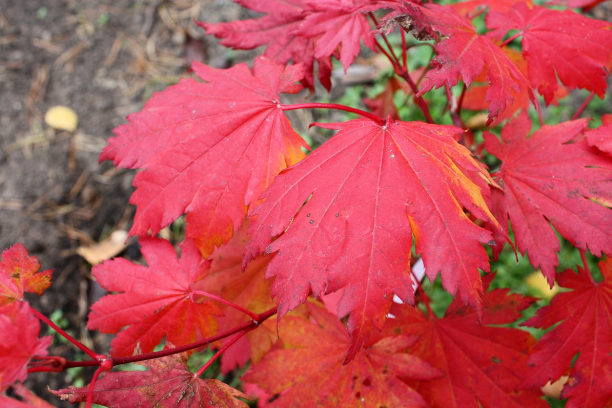 Клен Гиннала в японском саду