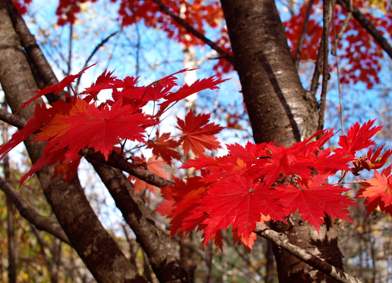 Клен Гиннала бонсай