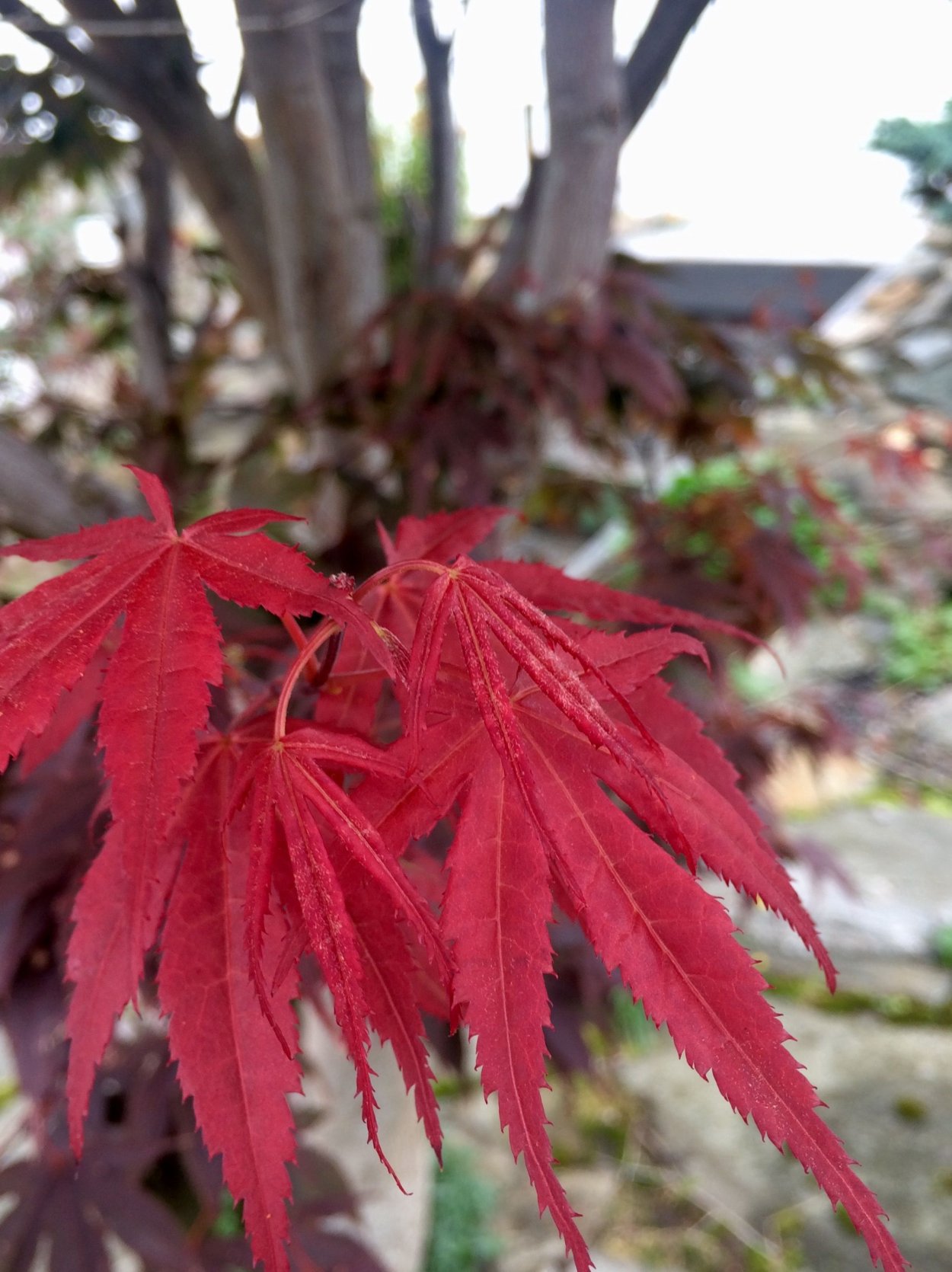 Клен японский Acer japonicum