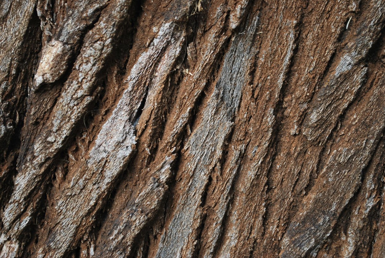Кора тикового дерева