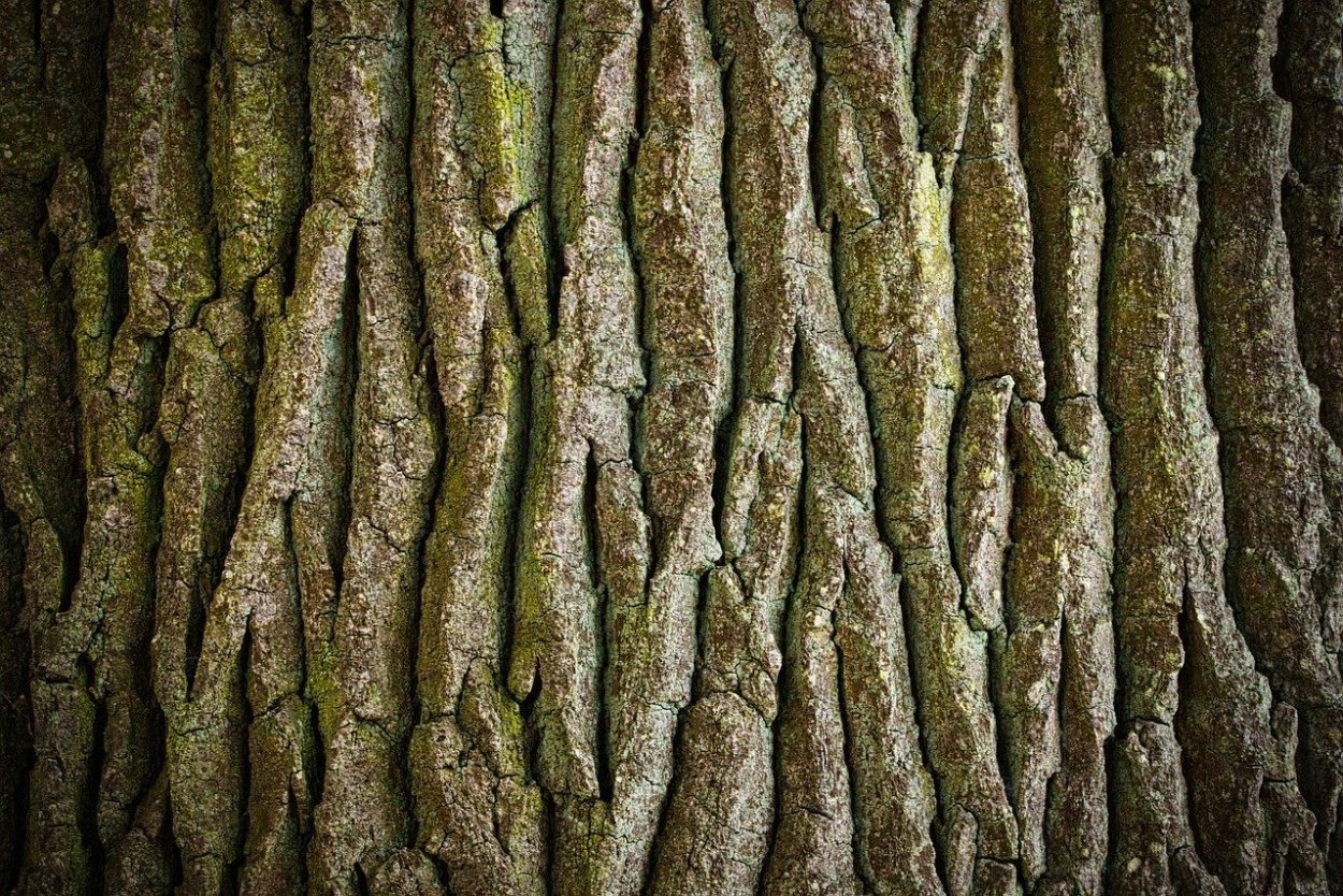 Кора дерева
