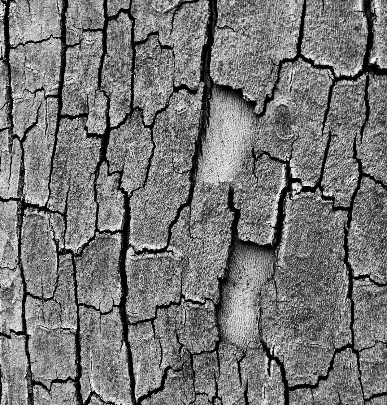 Фактура коры