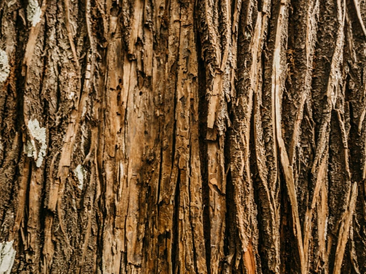 Фактурное дерево