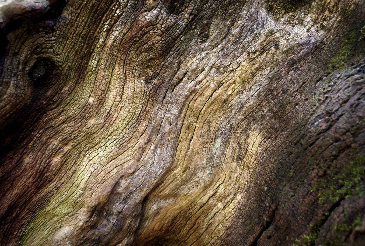 Текстура дерева настоящего