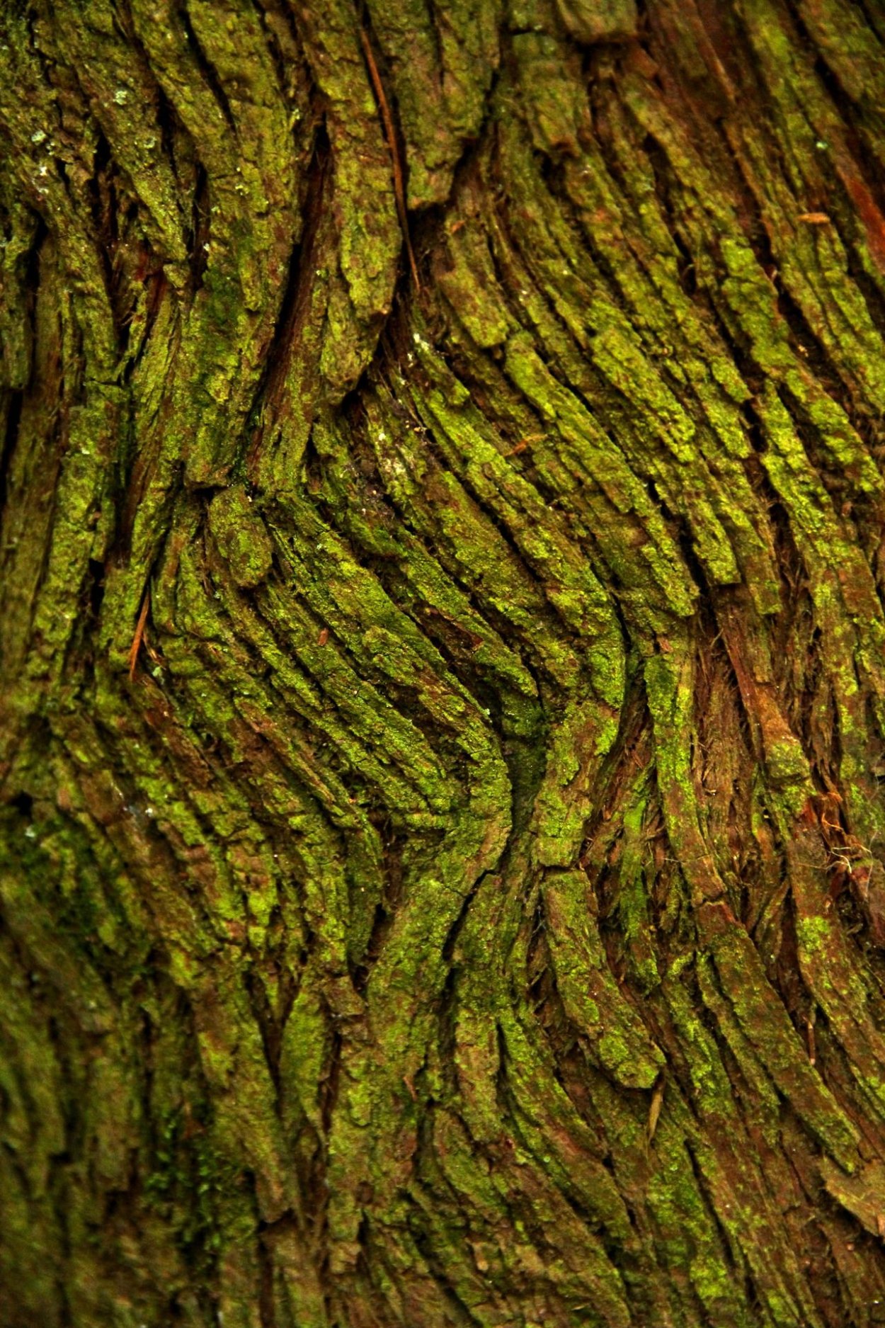 Фактурное дерево