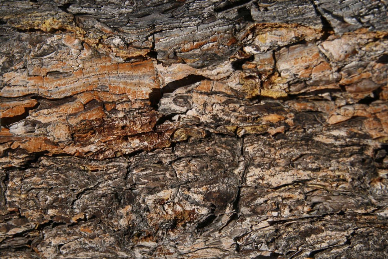 Кора лиственницы