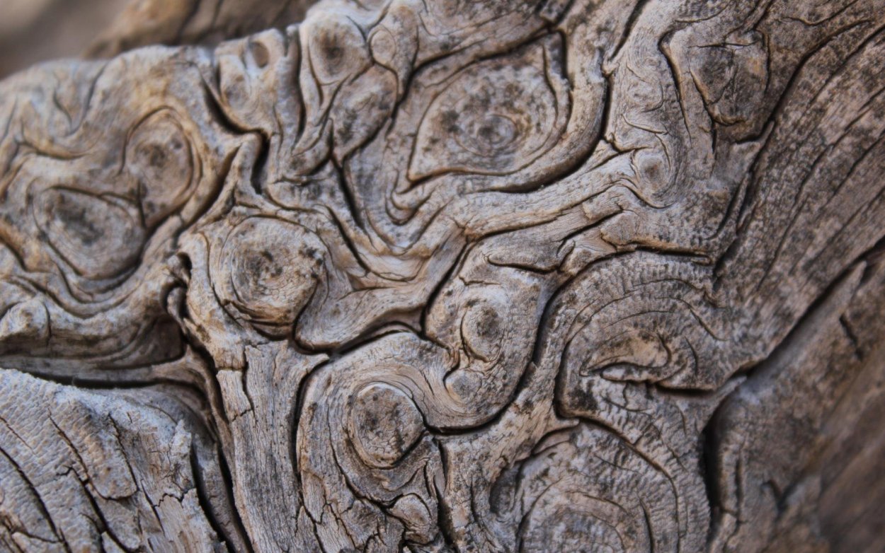 Кора дерева