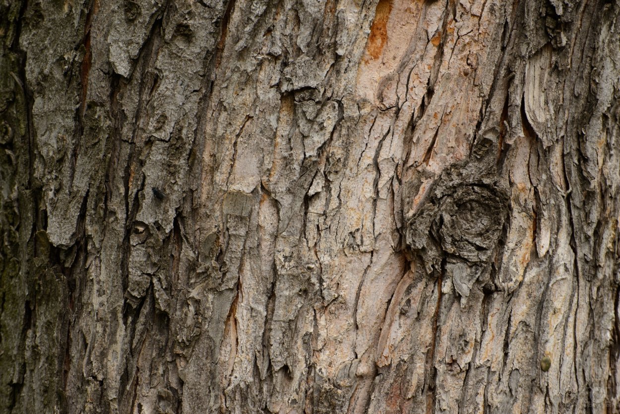 Spruce Bark texture