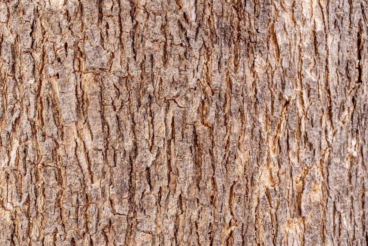 Дерево кора фон светлый