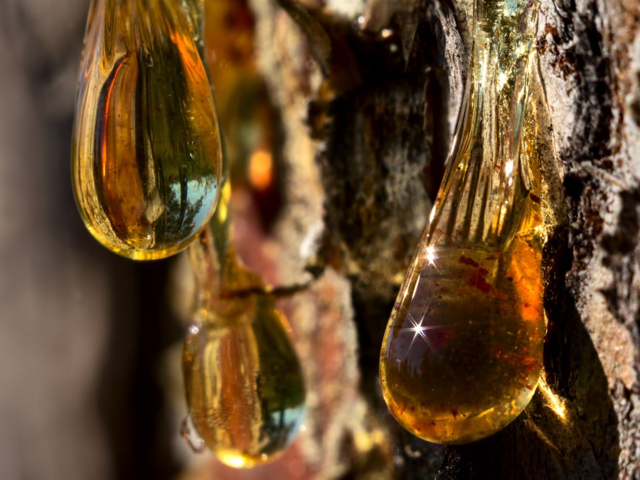 Кедровая смола Живица