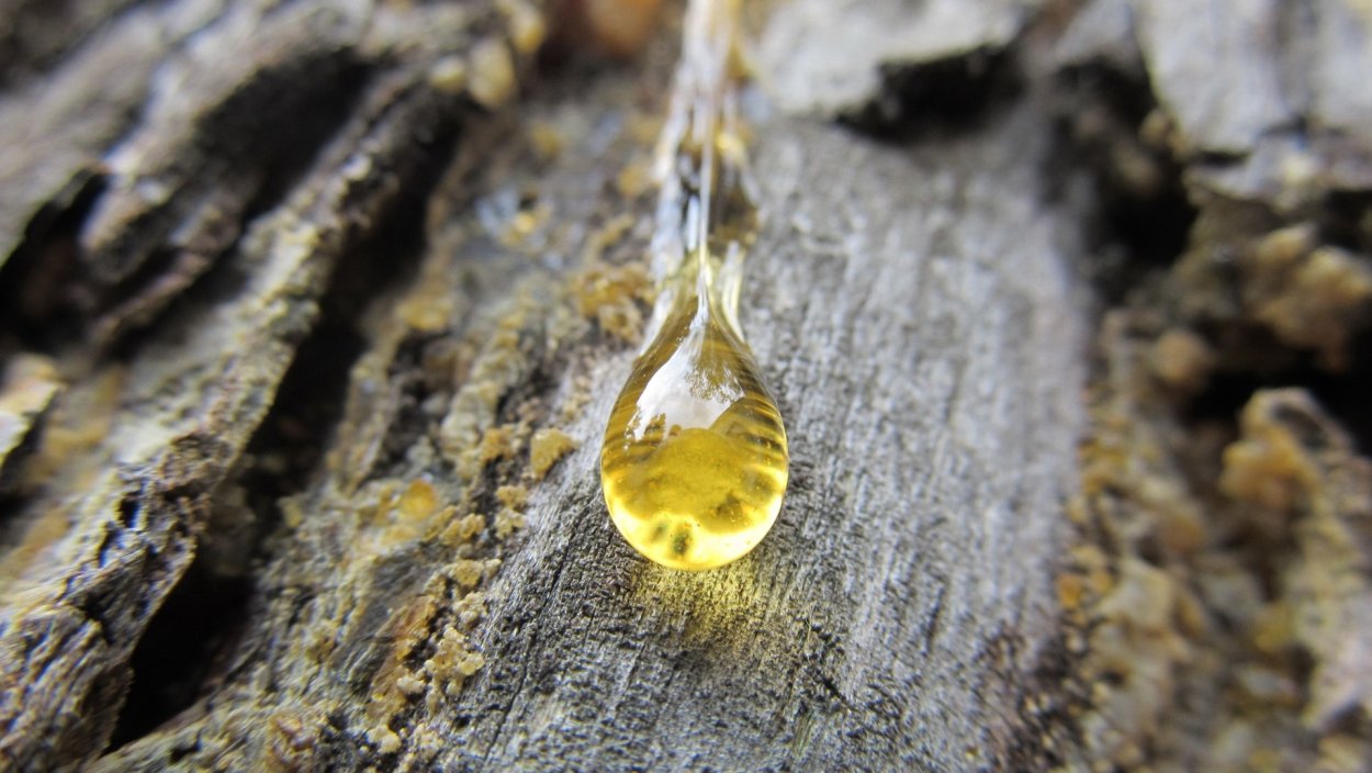 Смола Живица