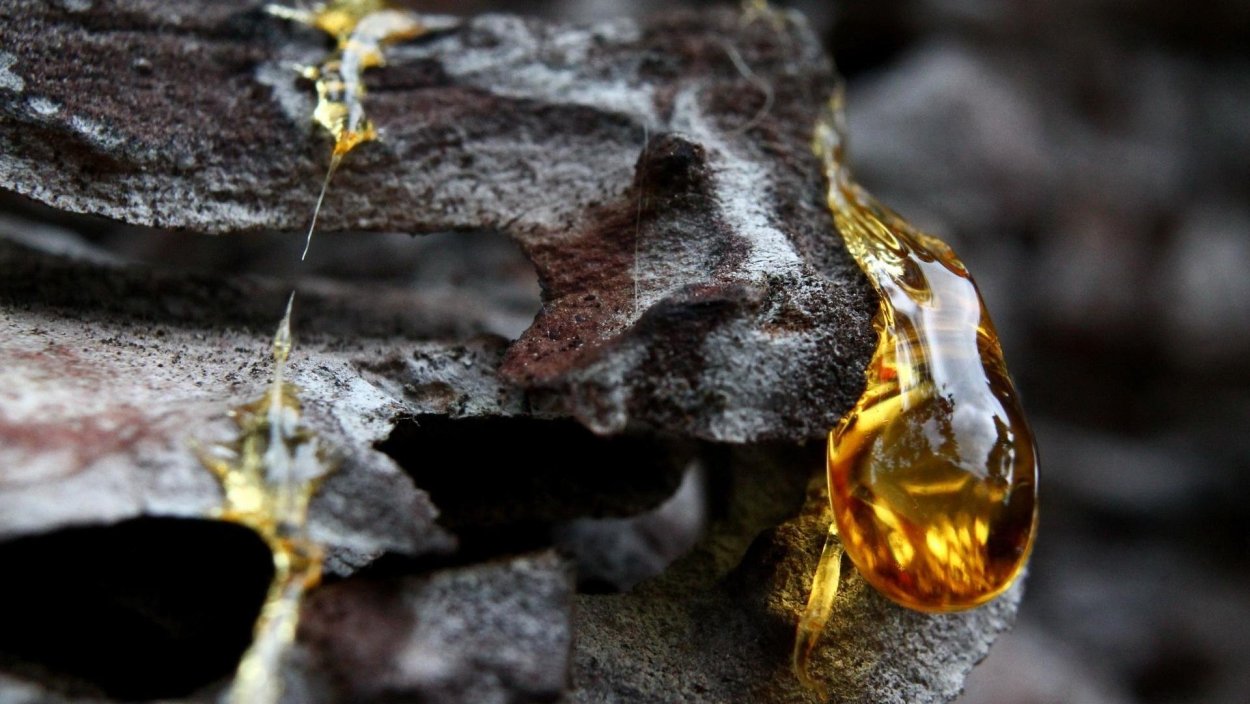 Янтарь окаменевшая смола хвойных деревьев