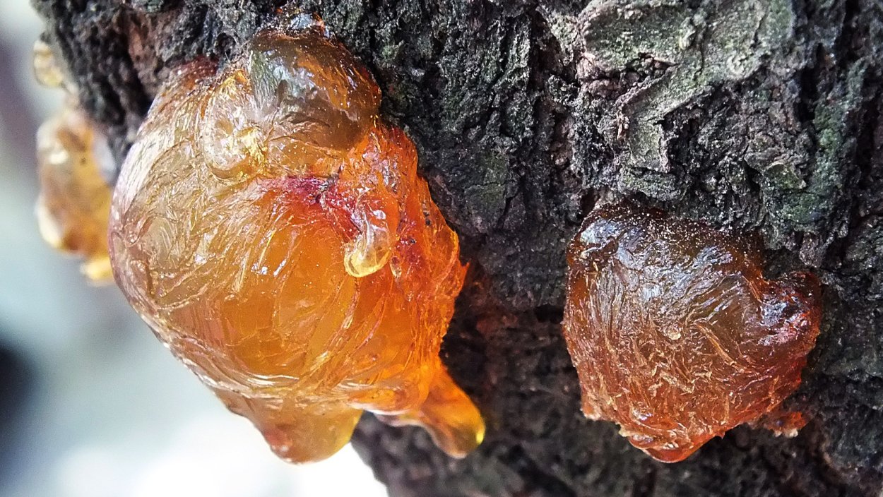 Янтарь окаменевшая смола хвойных деревьев