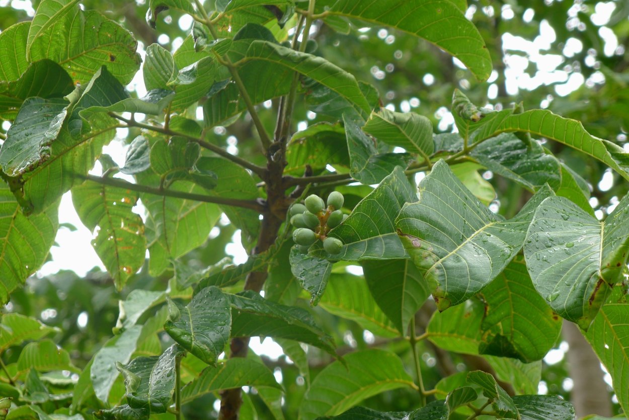 Элеми дерево