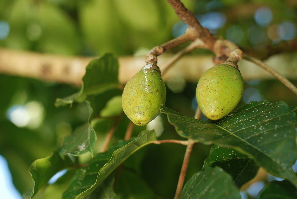Canarium ovatum