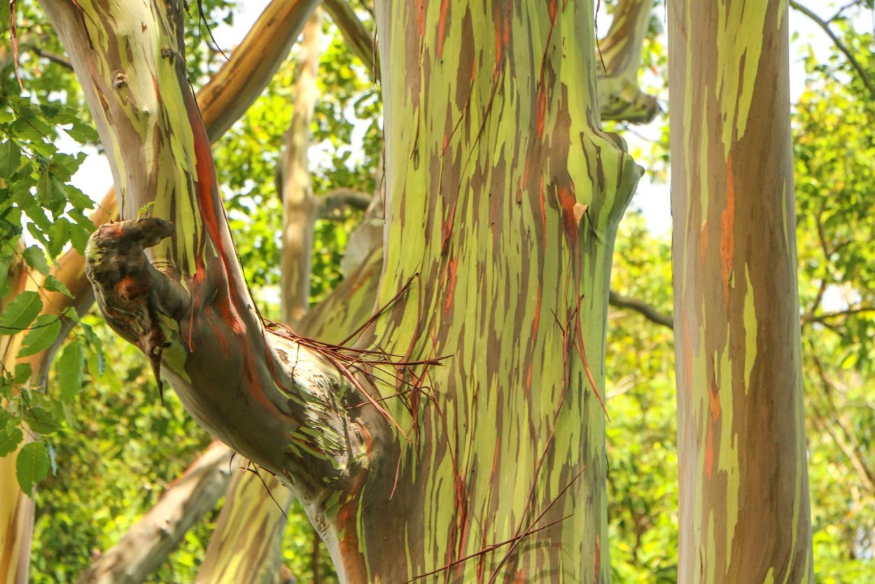 Эвкалипт белодревесный