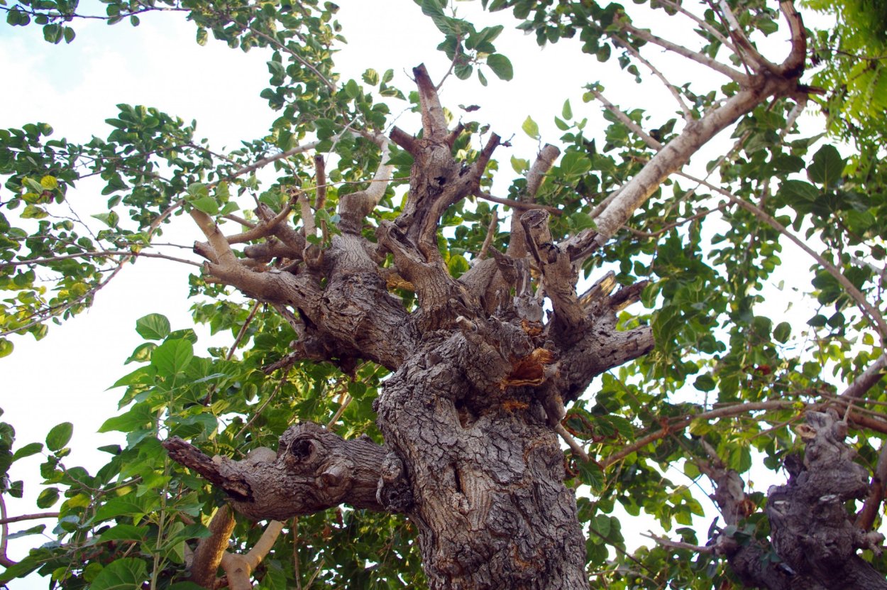 Амхалабхара дерево