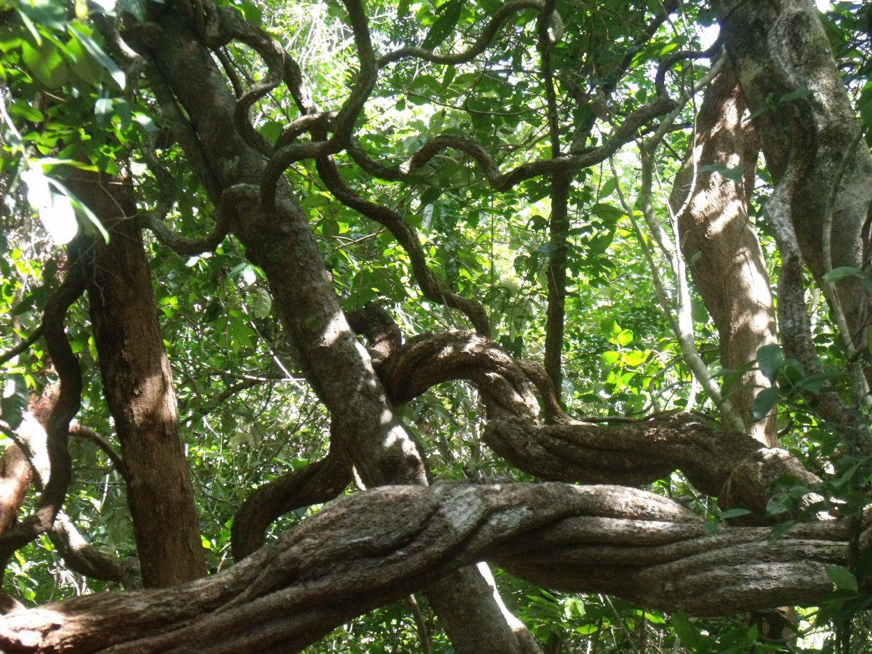 Лианы в джунглях