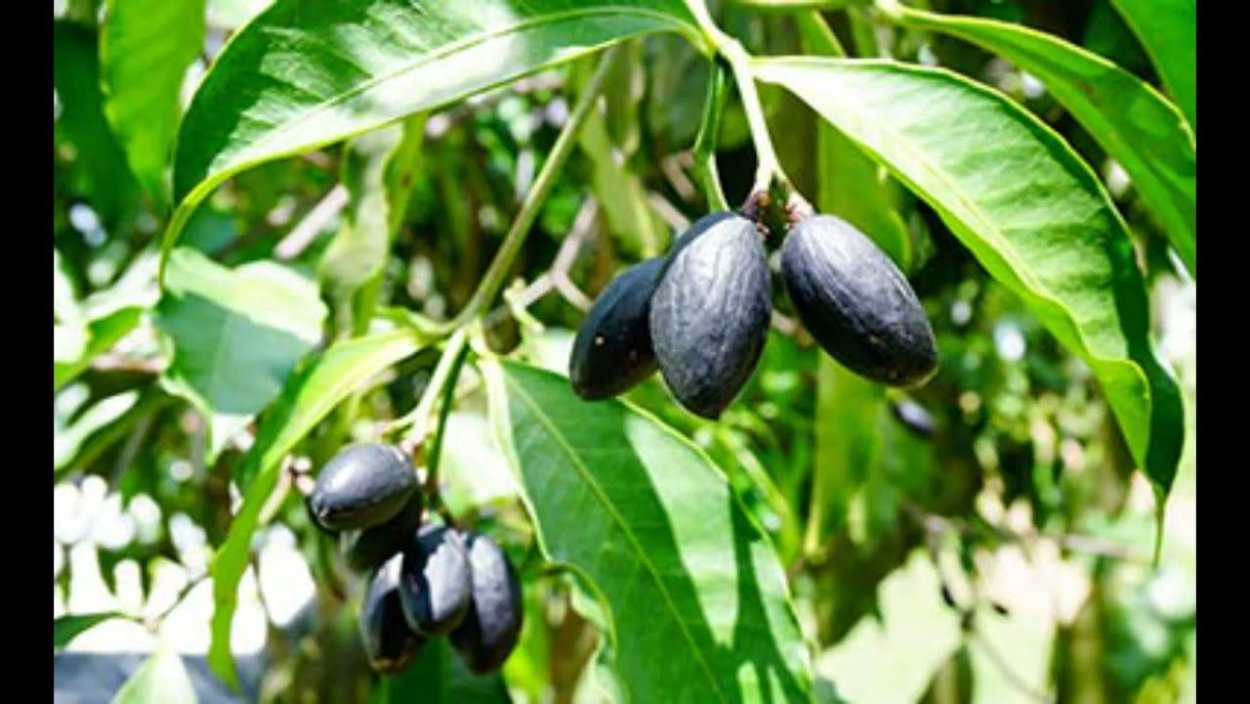 Дерево иланг иланг плоды