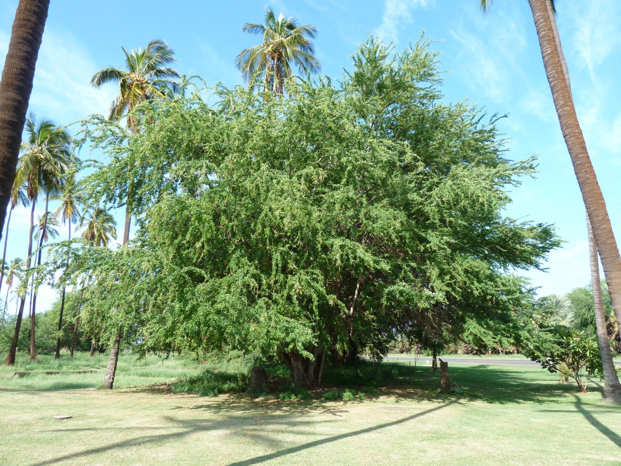 Питецеллобиум, манильский тамаринд